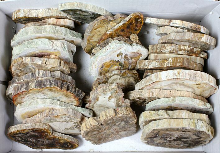 Lot - to Petrified Wood Slices - Pieces #119510